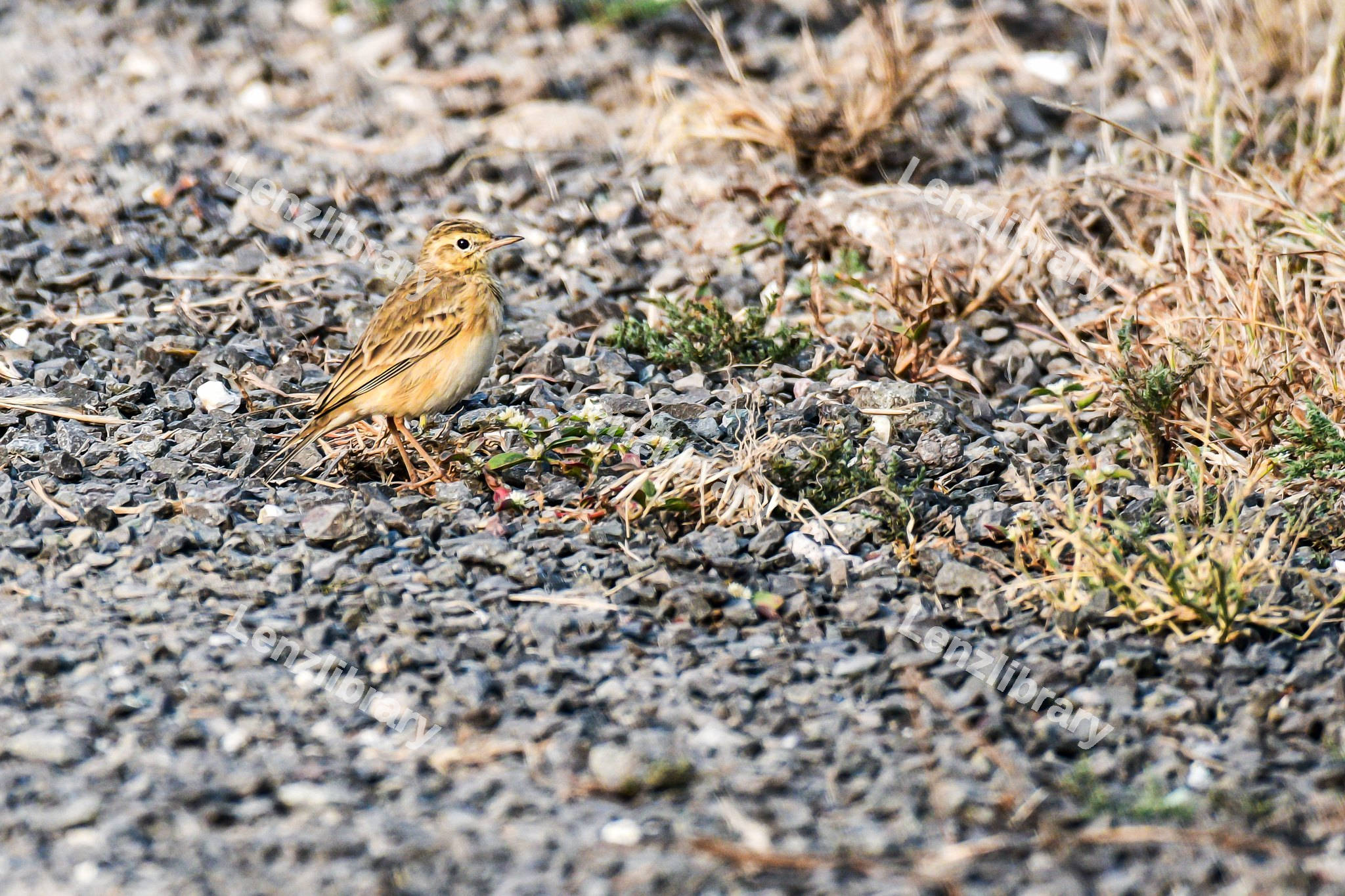 African pipit bird